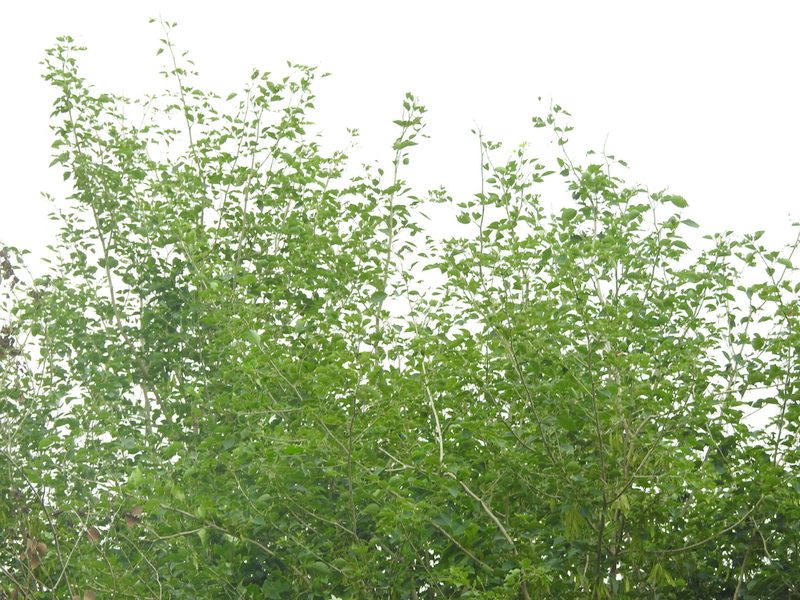 Dalbergia sissoo, photographed by Hopeland