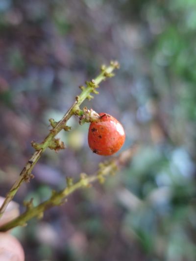 Allophylus grandifolius, photographed by Ricardo Lima