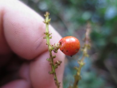Allophylus grandifolius, photographed by Ricardo Lima