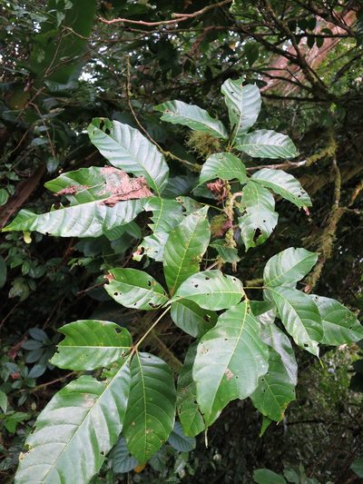 Allophylus grandifolius, photographed by Ricardo Lima