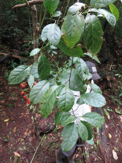 Solanum terminale, photographed by Ricardo Lima
