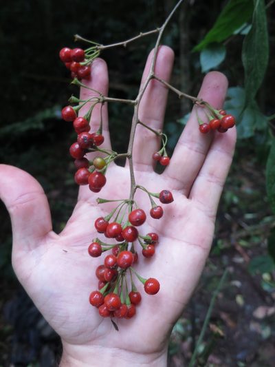 Solanum terminale, photographed by Ricardo Lima