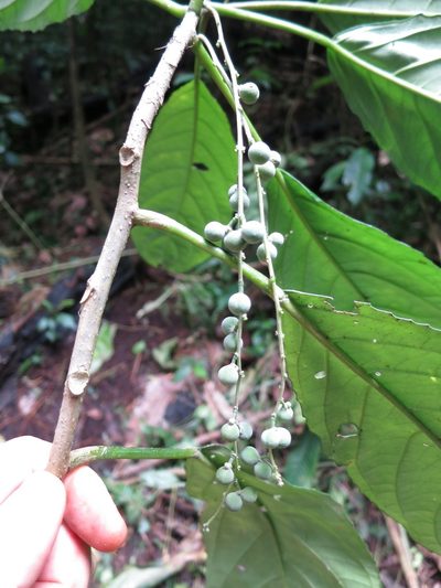 Discoclaoxylon occidentale, photographed by Ricardo Lima