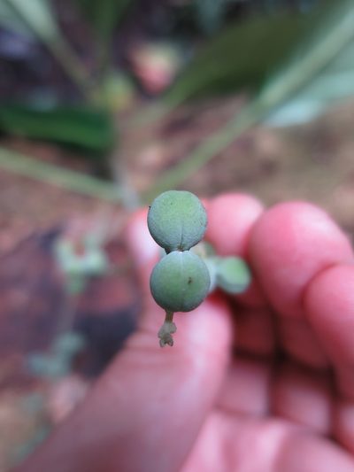Discoclaoxylon occidentale, photographed by Ricardo Lima
