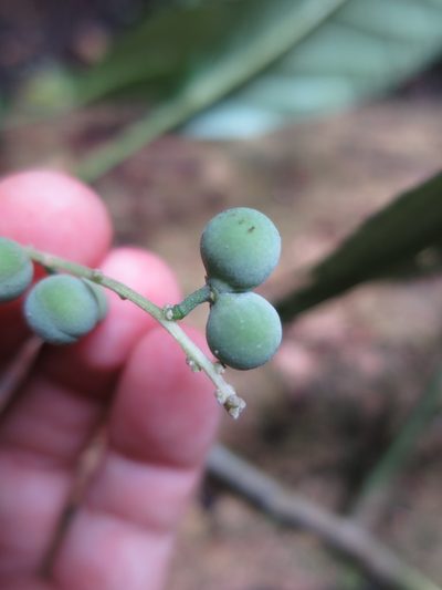 Discoclaoxylon occidentale, photographed by Ricardo Lima