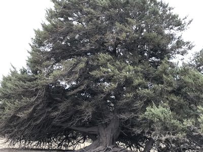 Juniperus macrocarpa, photographed by Naturalista