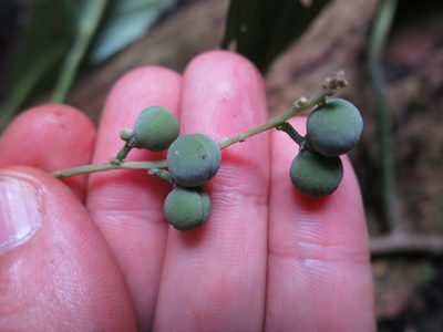 Discoclaoxylon occidentale, photographed by Ricardo Lima