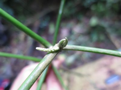 Discoclaoxylon occidentale, photographed by Ricardo Lima