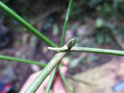 Discoclaoxylon occidentale, photographed by Ricardo Lima