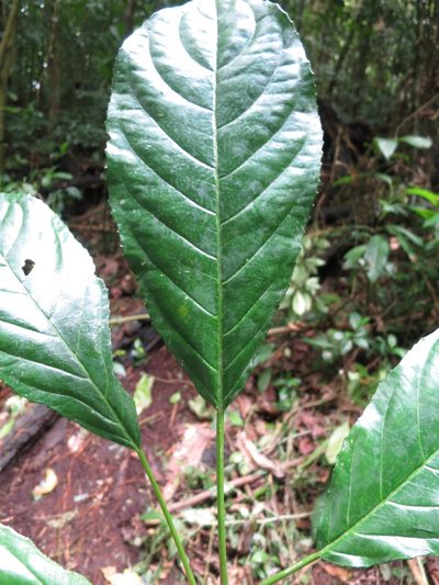 Discoclaoxylon occidentale, photographed by Ricardo Lima