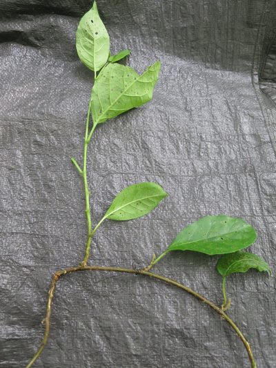 Solanum terminale, photographed by Ricardo Lima