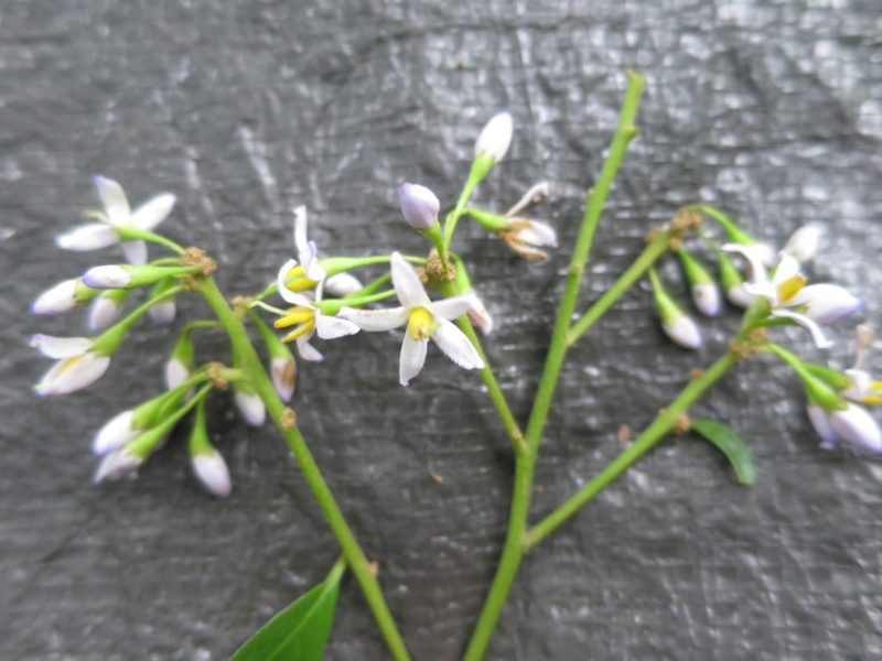 Solanum terminale, photographed by Ricardo Lima