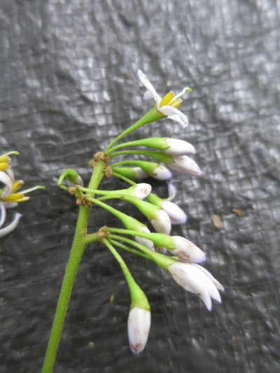 Solanum terminale, photographed by Ricardo Lima