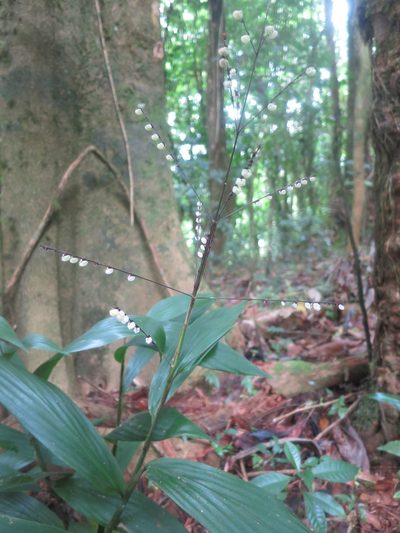 Leptaspis zeylanica, photographed by Ricardo Lima