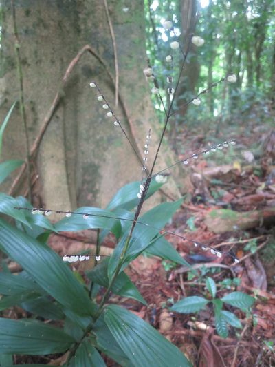 Leptaspis zeylanica, photographed by Ricardo Lima