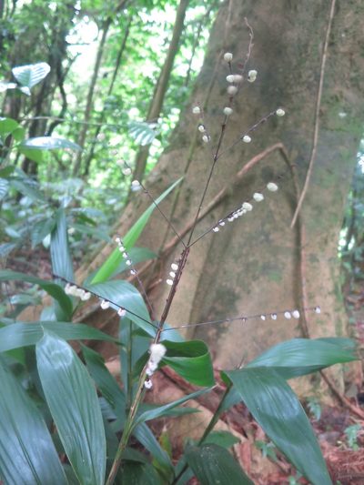 Leptaspis zeylanica, photographed by Ricardo Lima