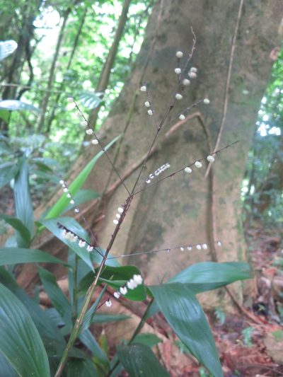 Leptaspis zeylanica, photographed by Ricardo Lima
