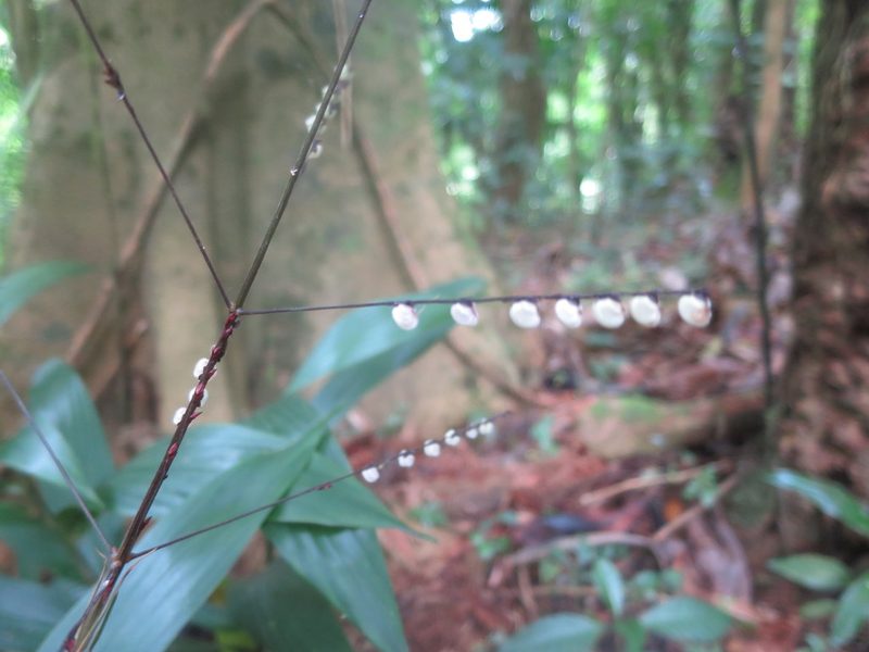 Leptaspis zeylanica, photographed by Ricardo Lima