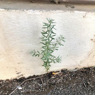Genista linifolia, photographed by James K. Douch