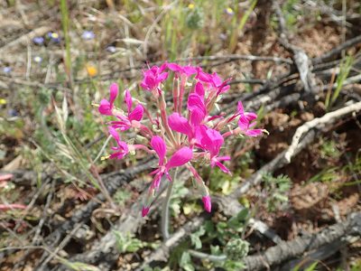 Pelargonium incrassatum, photographed by Peter Warren