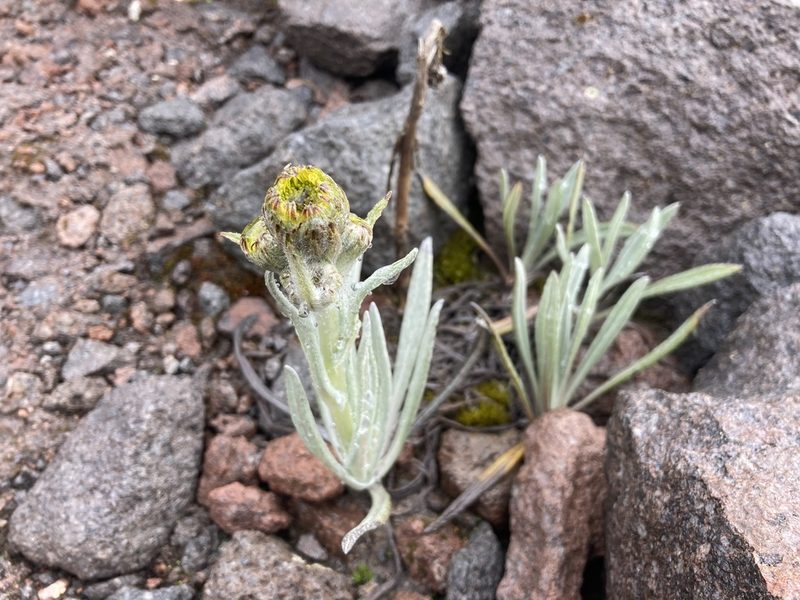 Senecio latiflorus, photographed by Fabien Anthelme