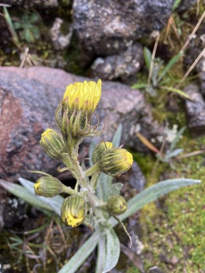 Senecio latiflorus, photographed by Fabien Anthelme