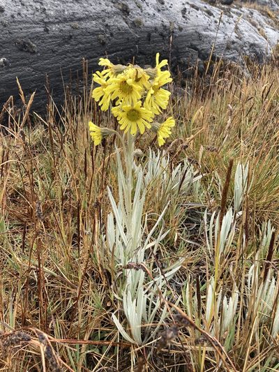 Senecio latiflorus, photographed by Fabien Anthelme