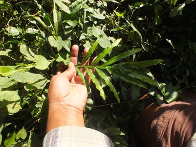 Filicium decipiens, photographed by Lsf