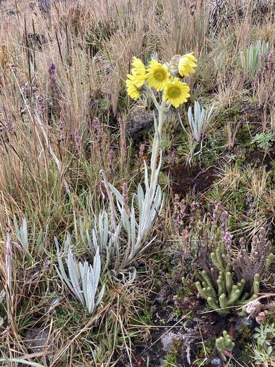 Senecio latiflorus, photographed by Fabien Anthelme