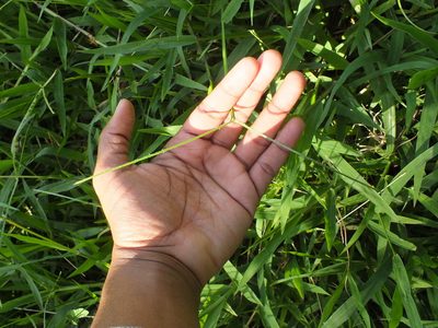 Paspalum conjugatum, photographed by Lsf