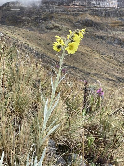 Senecio latiflorus, photographed by Fabien Anthelme