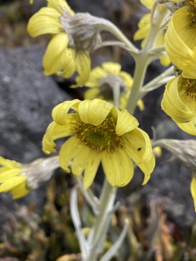 Senecio latiflorus, photographed by Fabien Anthelme