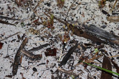 Mitrasacme paludosa, photographed by Greg Tasney