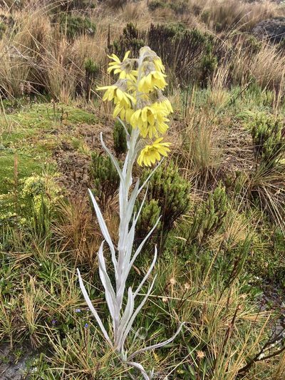 Senecio latiflorus, photographed by Fabien Anthelme