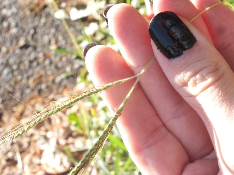 Dichanthium aristatum, photographed by Lsf