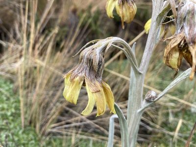 Senecio latiflorus, photographed by Fabien Anthelme