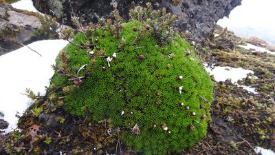 Xenophyllum humile, photographed by Ignacio Moreira-Corral
