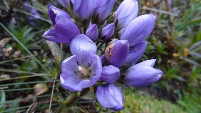 Gentianella foliosa, photographed by Ignacio Moreira-Corral