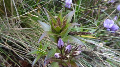 Gentianella foliosa, photographed by Ignacio Moreira-Corral