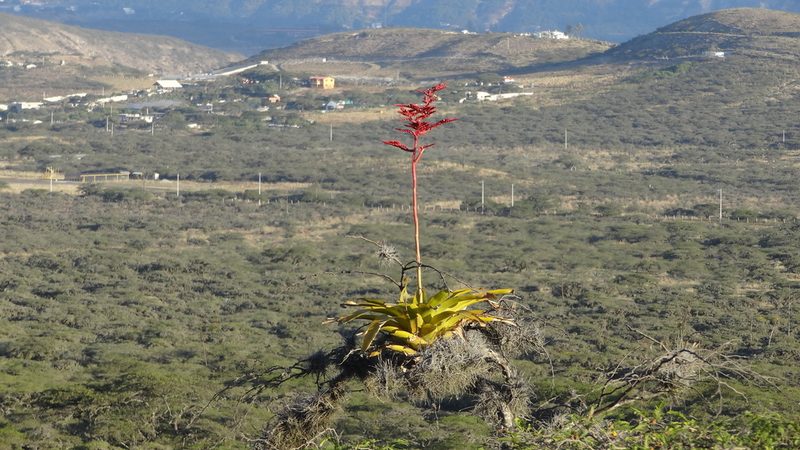 Racinaea fraseri, photographed by Ignacio Moreira-Corral