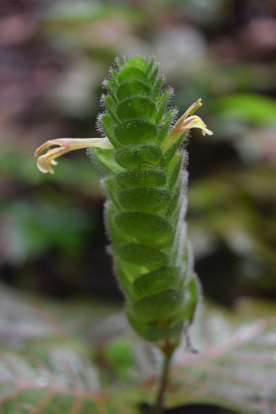 Fittonia albivenis, photographed by Ignacio Moreira-Corral