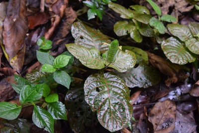 Fittonia albivenis, photographed by Ignacio Moreira-Corral
