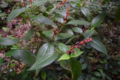 Miconia nervosa, photographed by Ignacio Moreira-Corral
