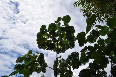Ochroma pyramidale, photographed by Ignacio Moreira-Corral