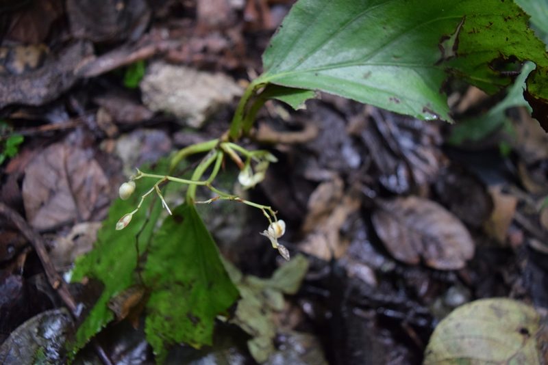 Begonia maynensis, photographed by Ignacio Moreira-Corral
