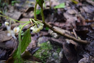 Begonia maynensis, photographed by Ignacio Moreira-Corral