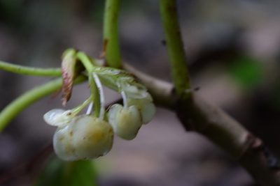 Begonia maynensis, photographed by Ignacio Moreira-Corral