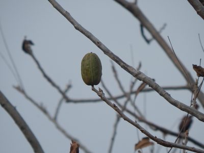 Carya illinoinensis, photographed by kayler09