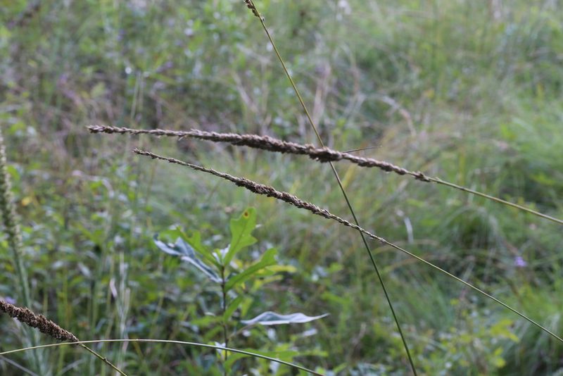 Tridens strictus, photographed by Andy Jordan