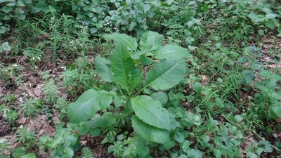Dipsacus pilosus, photographed by Sashko